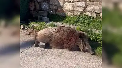 Yaralı yaban domuzu yaşamını yitirdi