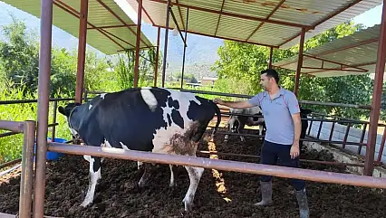 Milas'ta şap hastalığı: 11 mahallede karantina kararı alındı