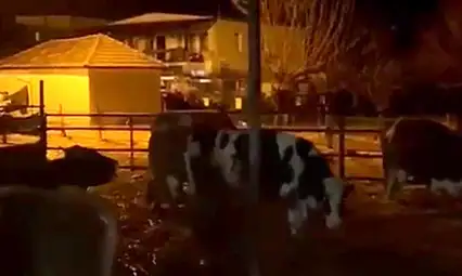 Bodrum'da sağanak yağış besi çiftliğini vurdu