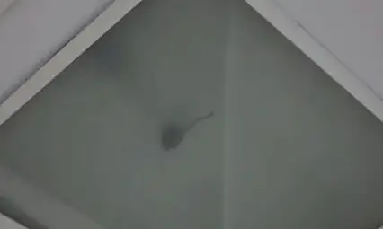 Devlet Hastanesinin ameliyathanesinde fare ve sinek alarmı