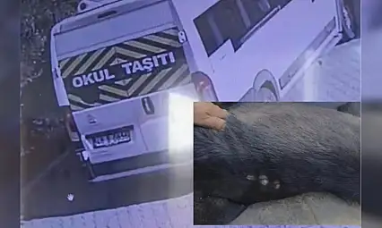 Okul servisi köpeğe çarptı o anlar kamerada