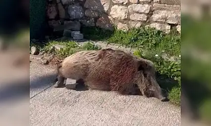 Yaralı yaban domuzu yaşamını yitirdi