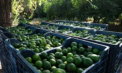 Yeşil Bodrum Mandalini'ne tek seferde 55 tonluk sipariş