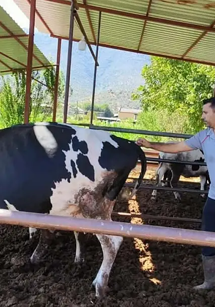 Milas'ta şap hastalığı: 11 mahallede karantina kararı alındı