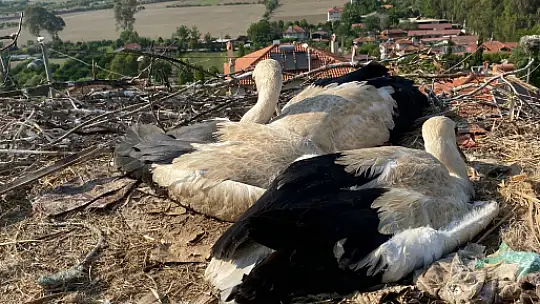 İtfaiye Ekiplerinden Yuvada Kurtarma Operasyonu