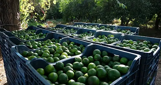 Yeşil Bodrum Mandalini'ne tek seferde 55 tonluk sipariş