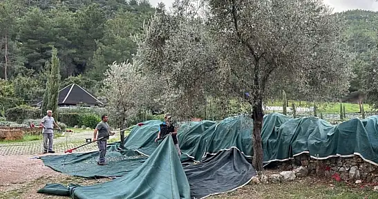 Zeytin hasadı başladı