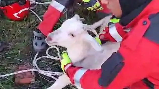 10 Metrelik Kuyuya Düşen Keçi Kurtarıldı