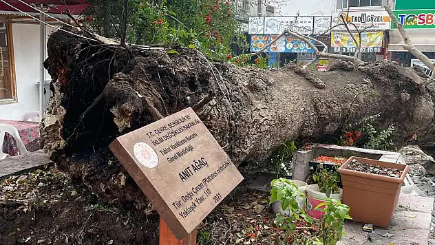 110 Yıllık Tescilli Çınar Devrildi