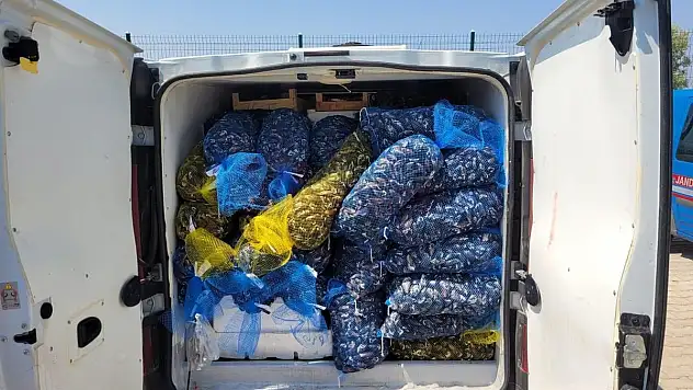 146 Kasa Su Ürünlerine El Koyuldu