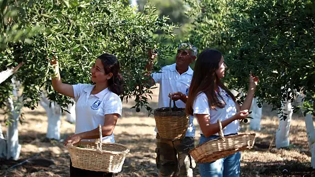 Yeşil Mandalin Hayranlık Uyandırdı