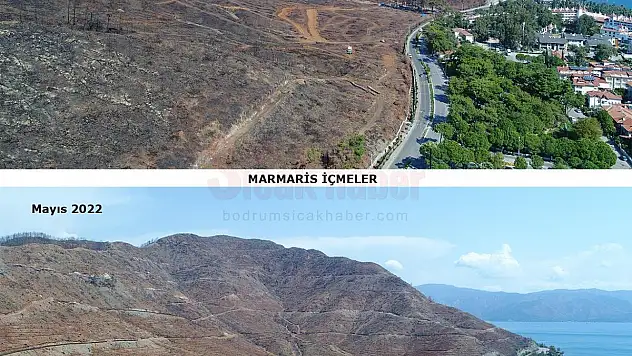 2021 Yılında Yaşanan Büyük Orman Yangınlarında Yanan Alanlar Tekrar Yeşeriyor