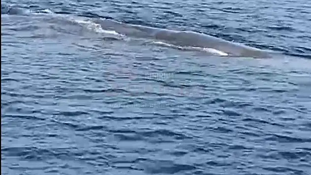 29 Yıl Sonra İç Sularda Tekrar Görüldü