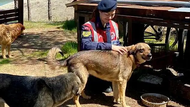 4 NİSAN DÜNYA SOKAK HAYVANLARI GÜNÜ ETKİNLİKLERİ DÜZENLEDİLER