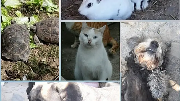 4 Nisan Sokak Hayvanları Günü