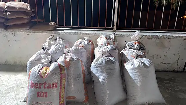 650 Kilogram Çam Künarını Çaldılar