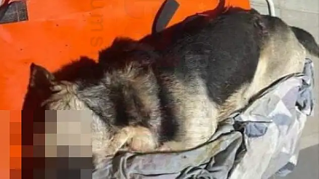 94 DÖNÜM TARLANIN İÇİNDE SAHİPLİ KÖPEĞİ VURDULAR