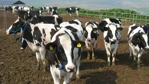 96 Kişinin Tamamına Hibe Desteği Veriliyor