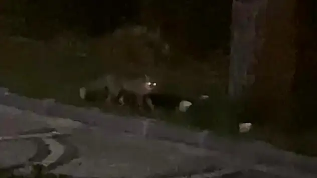 Aç kalan tilki sokağa indi