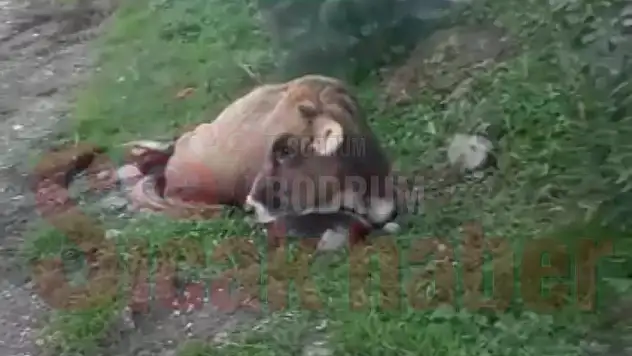 Açık Olan Rögarın İçine Düşerek Sıkıştı