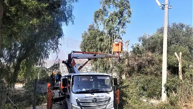 Ağaç Budama Çalışmaları Devam Ediyor