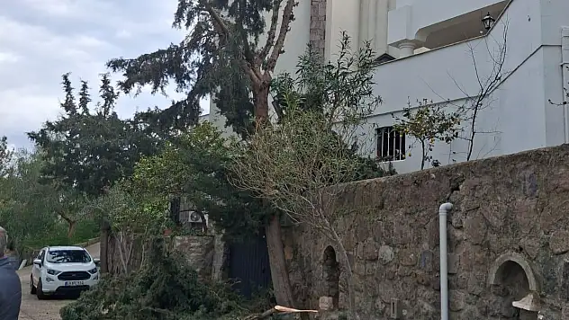 Ağaç Budarken Düşen Vatandaş Hayatını Kaybetti