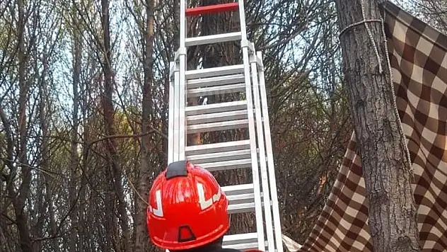Ağaçta Mahsur Kalan Kediyi İtfaiye Kurtardı