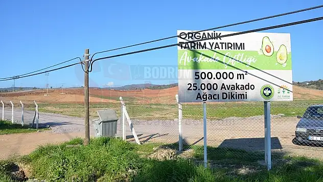Ağaoğlu Milas'ta Avokado Çiftliği Kuruyor