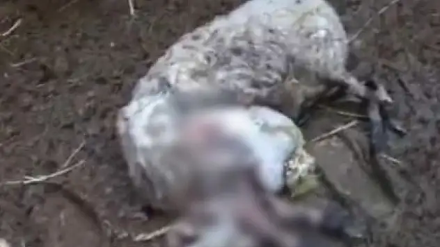 Ağıla giren kurt koyunları telef etti