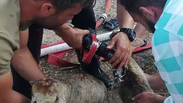 Ahır Yangınında 8 Hayvan Alevlerden Zarar Gördü