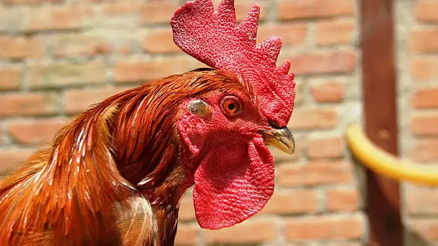 Akıl Almaz Olay Horoz Yumurtladı