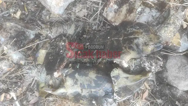 Akvaryum Koyu'nda kaplumbağa faciası