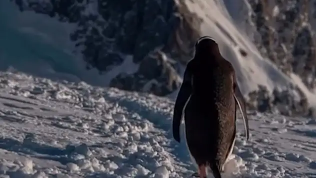 Antarktika'dan Bodrum sokaklarına sürüden ayrılan penguen