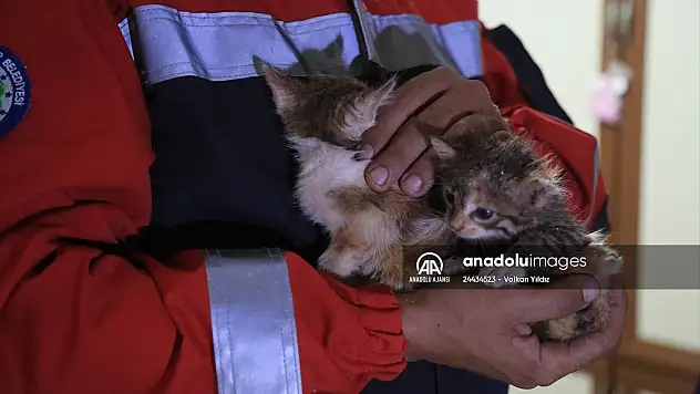 Apartman bacasında mahsur kalan kedi yavruları kurtarıldı