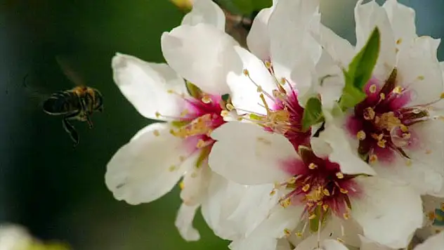 Apiterapi Merkezi kurulma çalışmaları