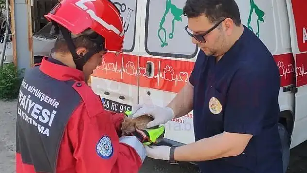 Aracın Motor Kısmına Sıkışan Kediyi İtfaiye Kurtardı