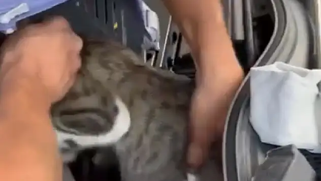Aracın Motorundan Kedi Çıktı
