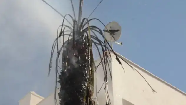 Asırlık Palmiye Ağacı Alev Alev Yandı