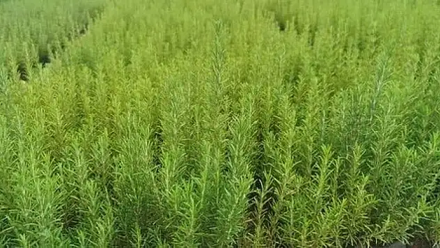 Atıl araziler biberiye üretimiyle canlanıyor