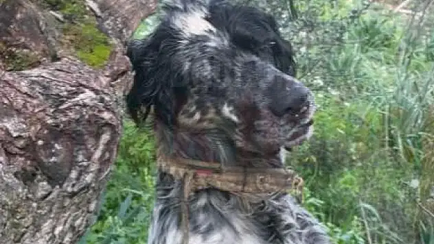 Av Köpeği Ağaca Asılarak Öldürülmüş Halde Bulundu