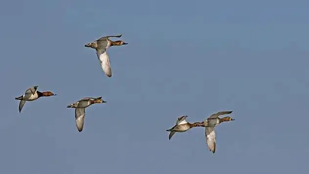 Av Yasağı Başladı