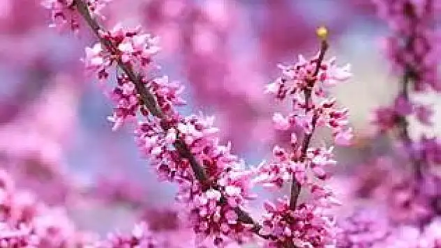 Bahar Geldi, Alerjiler Kapıda: Polen Mevsiminde Nelere Dikkat Etmeli?