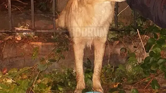 Bahçe Kapısının Demir Korkuluklarına Sıkışan Köpek Kurtarıldı
