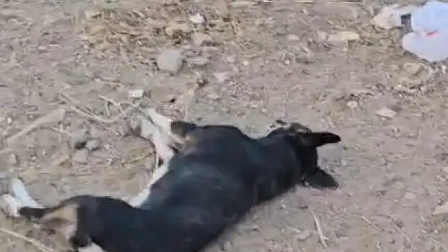 Baktıkları Canların Zehirlendiğini Görünce Gözyaşlarını Tutamadılar