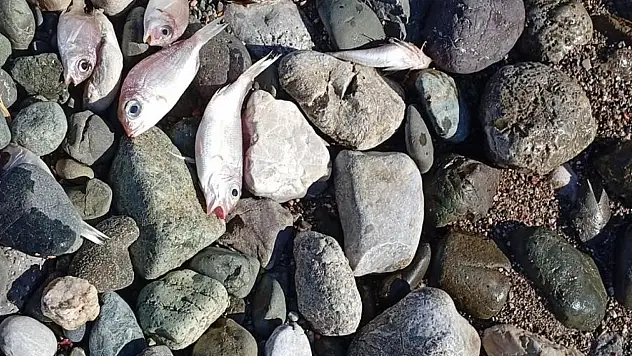 Balık ölümleri tedirgin etti