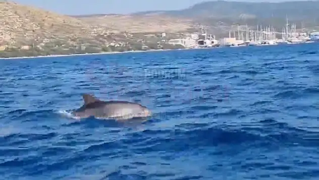 Balıkçılara Yunus Balığı Eşlik Etti