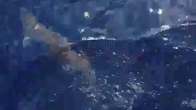 Balıkçıların Ağına Köpek Balığı Takıldı