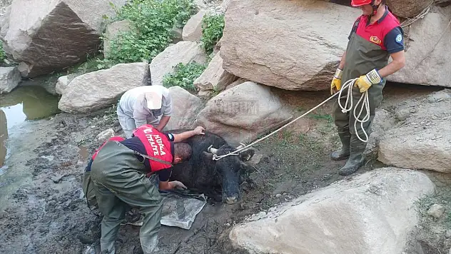 Bataklığa Düşen İnek Kurtarıldı