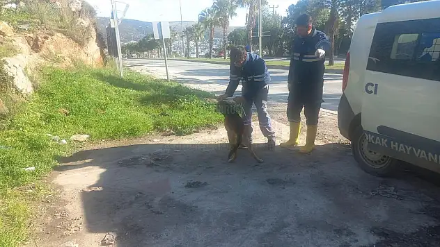 Belediye Barınak Görevlileri Sokak Canları İçin Özveri ile Çalışıyor