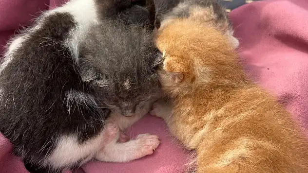 Belediye İşçilerinin Dikkati Sayesinde Hayatta Kaldılar